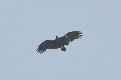 Buitre negro (Aegypius monachus)