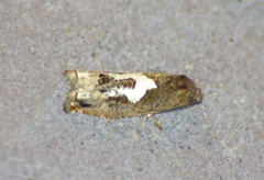 Epiblema otiosana