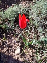 Tulipa
