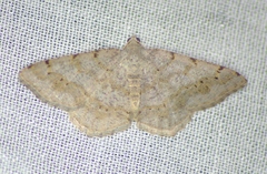 Digrammia ocellinata