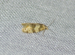 Aethes argentilimitana