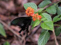 Papilio bianor thrasymedes