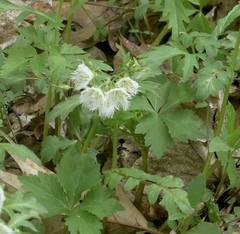 Phacelia fimbriata