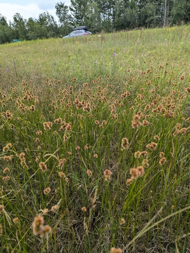 Torrey's rush (Juncus torreyi)