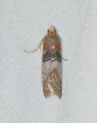 Sciota vetustella