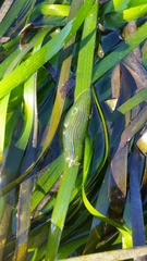 Phyllaplysia taylori