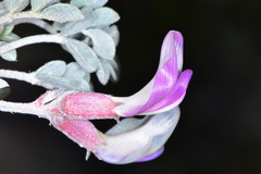 Astragalus chamaeleuce