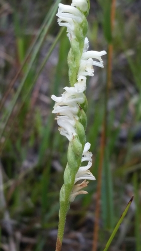 Image of Spiranthes laciniata by (c) Jay Horn, some rights reserved (CC BY)