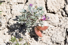 Astragalus chamaeleuce