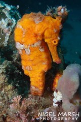 Hippocampus kelloggi