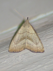 Macrochilo litophora