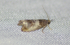 Notocelia rosaecolana