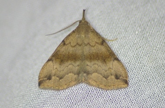 Phalaenostola eumelusalis