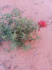Castilleja chromosa