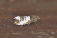 Notocelia rosaecolana