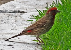 Haemorhous mexicanus