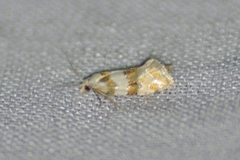 Aethes argentilimitana