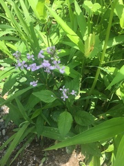 Iodanthus pinnatifidus