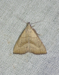 Macrochilo litophora