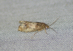 Notocelia rosaecolana