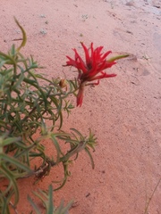 Castilleja chromosa