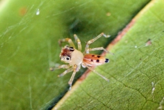 Parabathippus petrae