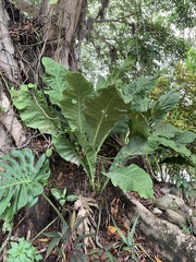 Anthurium schlechtendalii