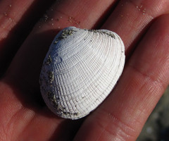 Ruditapes philippinarum