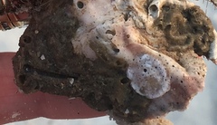 Phragmatopoma caudata