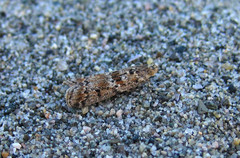 Ancylosis undulatella