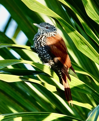 Point-tailed Palmcreeper