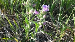 Penstemon eriantherus