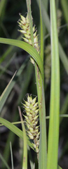 Carex lacustris