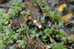 Peltigera kristinssonii