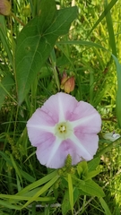 Calystegia sepium