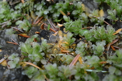 Peltigera kristinssonii