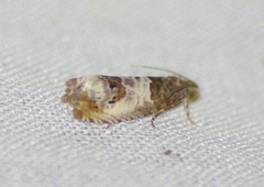 Notocelia rosaecolana