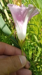 Calystegia sepium