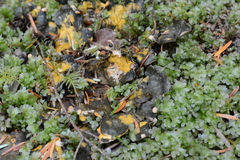 Peltigera kristinssonii