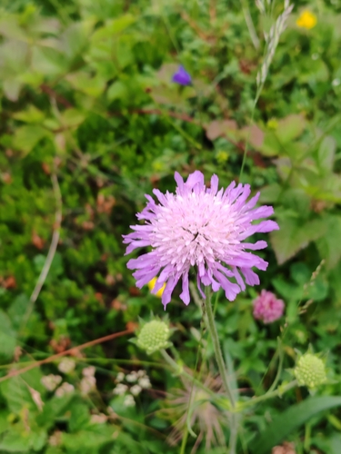 Knautia longifolia (Knautia longifolia)