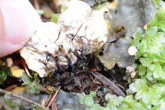 Peltigera kristinssonii