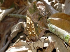 Hypna clytemnestra huebneri