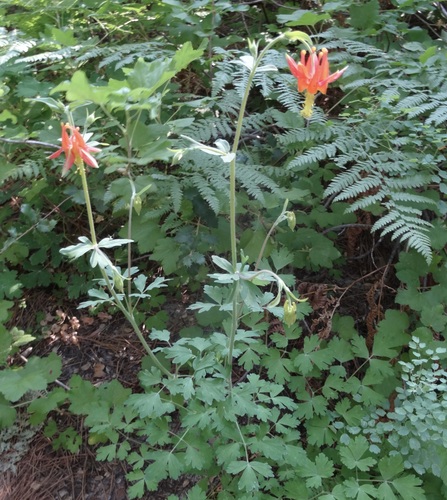 iNaturalist observation photo of western columbine