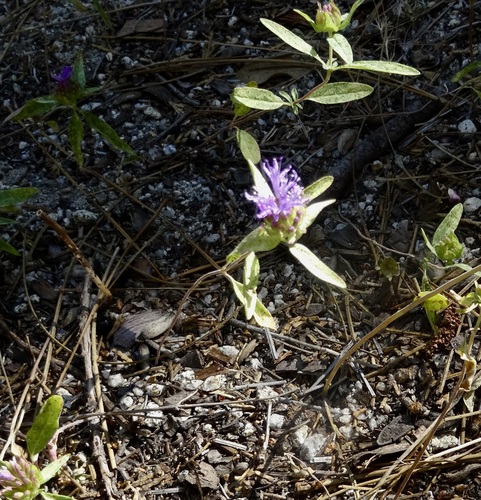 iNaturalist observation photo of Brewer's Monardella