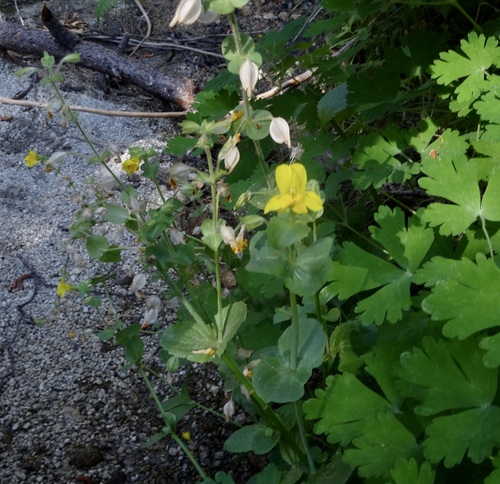 iNaturalist observation photo of seep monkeyflower
