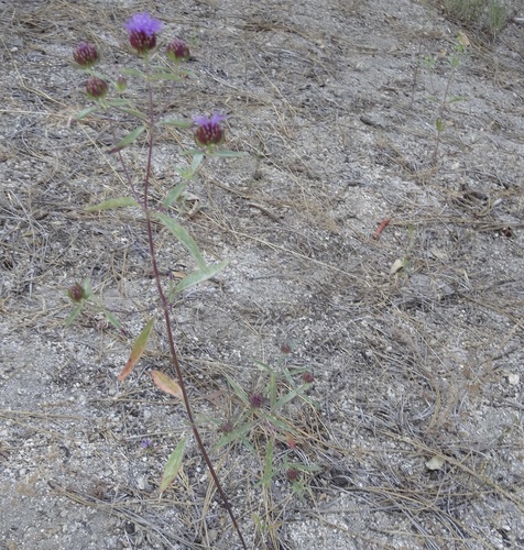 iNaturalist observation photo of Brewer's Monardella