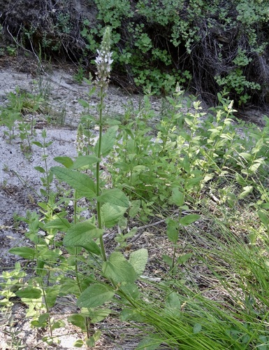 iNaturalist observation photo of Stebbins' Hedgenettle