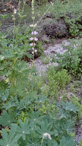 iNaturalist observation photo of Broadleaf Lupine