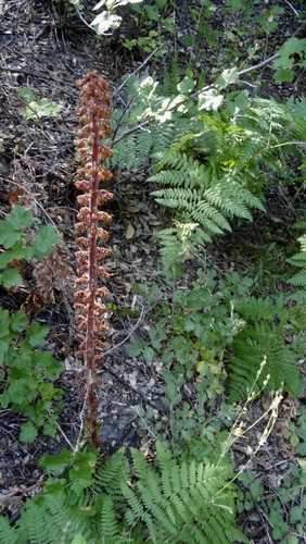 iNaturalist observation photo of woodland pinedrops