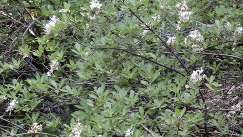 iNaturalist observation photo of western azalea